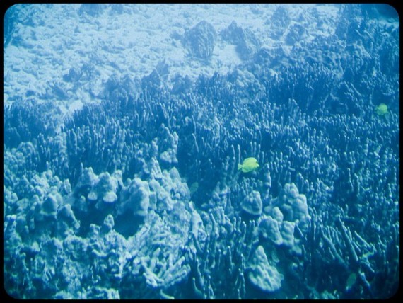 Ocean depth Ocean depth