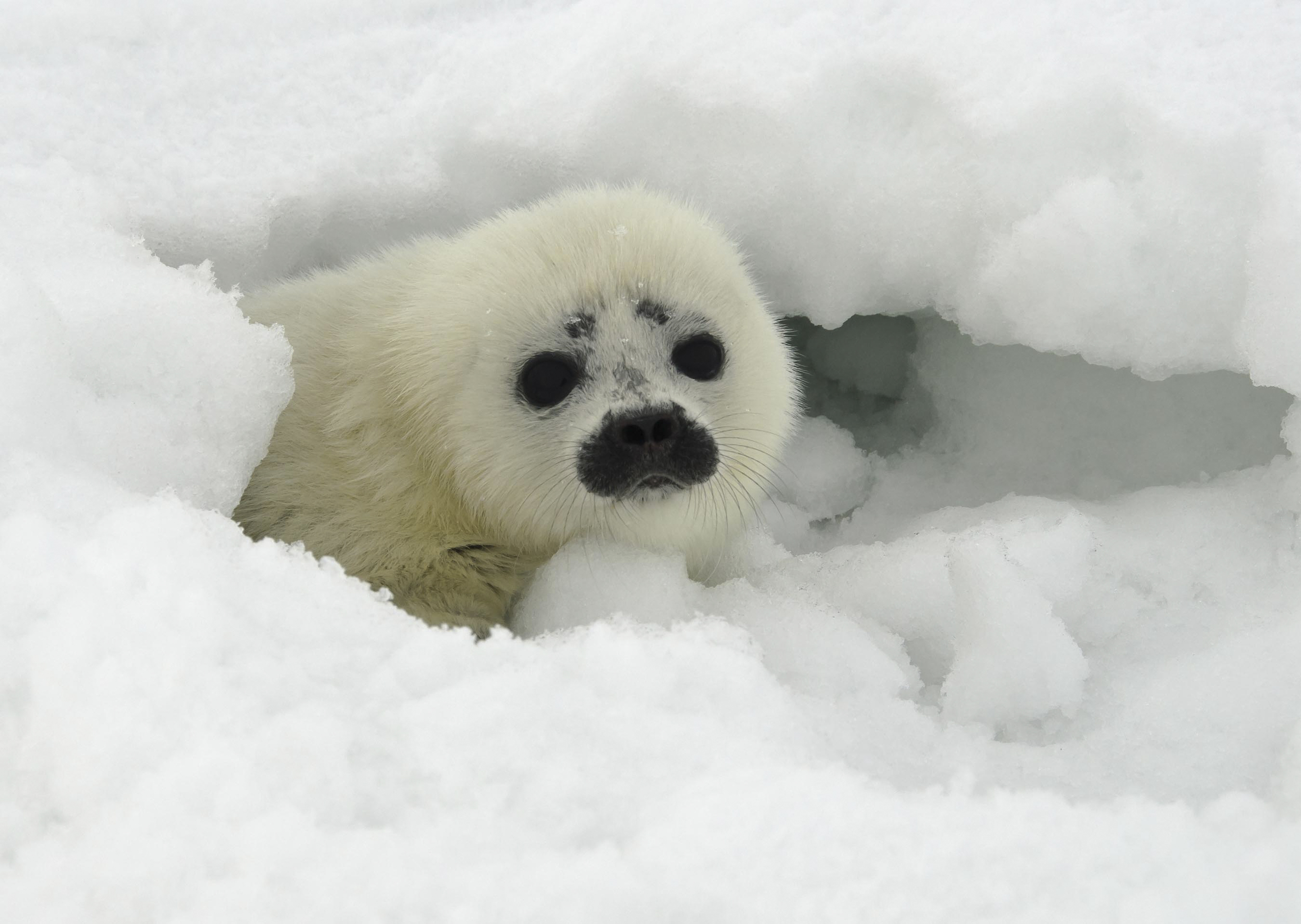 Global Warming and Shrinking Ice Threaten Baby Harp Seals : Nature