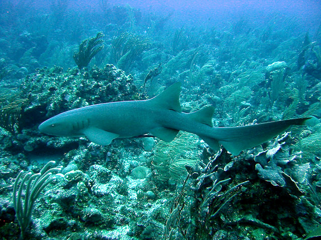 http://data.scienceworldreport.com/data/images/full/20640/nurse-shark.jpg