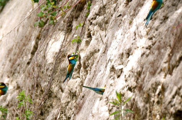 Current Biodiversity Policies Insufficient to Prevent European Species Loss by 2050